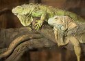 Iguanes