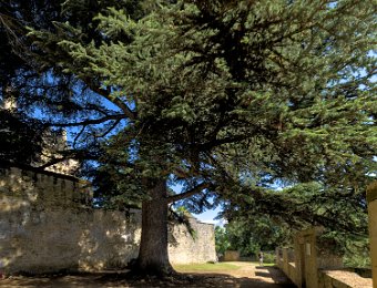 Le cèdre près de l'entrée de la 2ème enceinte  Cet arbre a été planté en 1651 à la naissance de Fénelon