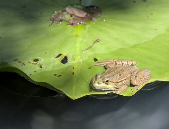 Grenouille verte