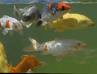 Carpes Koï