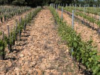 Terre caillouteuse typique du vignoble (jeune vigne)  Les galets roulés jouent un rôle de régulateur thermique : ils emmagasinnent la chaleur la journée et la restituent la nuit