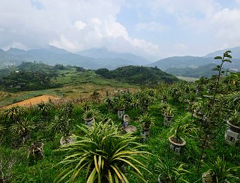 Culture des orchidées