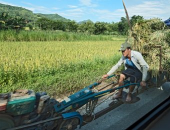 Transport du riz destiné au battage