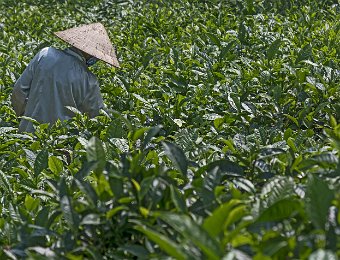 Cueillette du thé