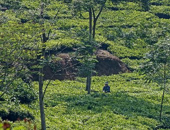 Plantation de thé  La production de thé concerne essentiellement le thé noir dont près de 80% de la production est exportée