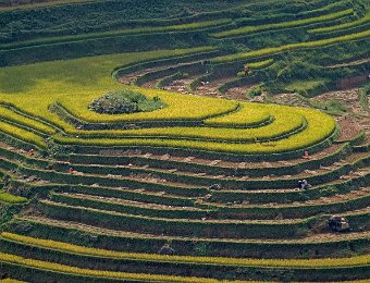 Rizière en terrasse à  Mu Cang Chai    Voir l'album Mu Cang Chaï (cliquer)
