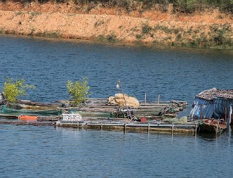 Pisciculture en cagess flottantes