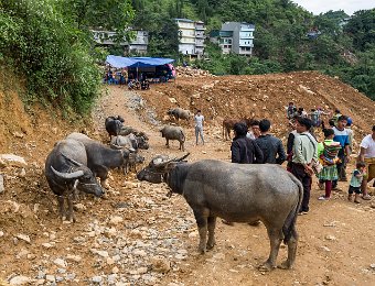 Marché aux buffles