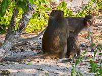 Macaques de l'ile aux singes