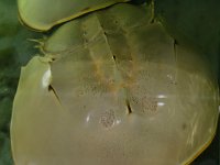 Limules dans un aquarium de restaurant. elle sont mangées grillées