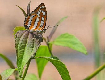 Papillon non identifié