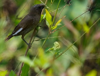 Oiseau non identifié (parc national de Cat Ba)