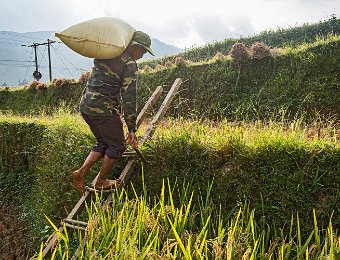 Paysan remontant un sac de riz