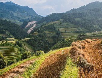 Gerbes de riz récolté en train de sécher  La récolte se fait à la faucille