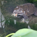 DSC 1427  Grenouille