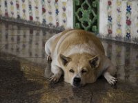 Un chien bien en forme dans un Wat de Bangkok