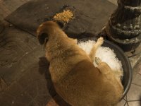 Un chien au frais dans une bassine de glace dans une rue de Bangkok